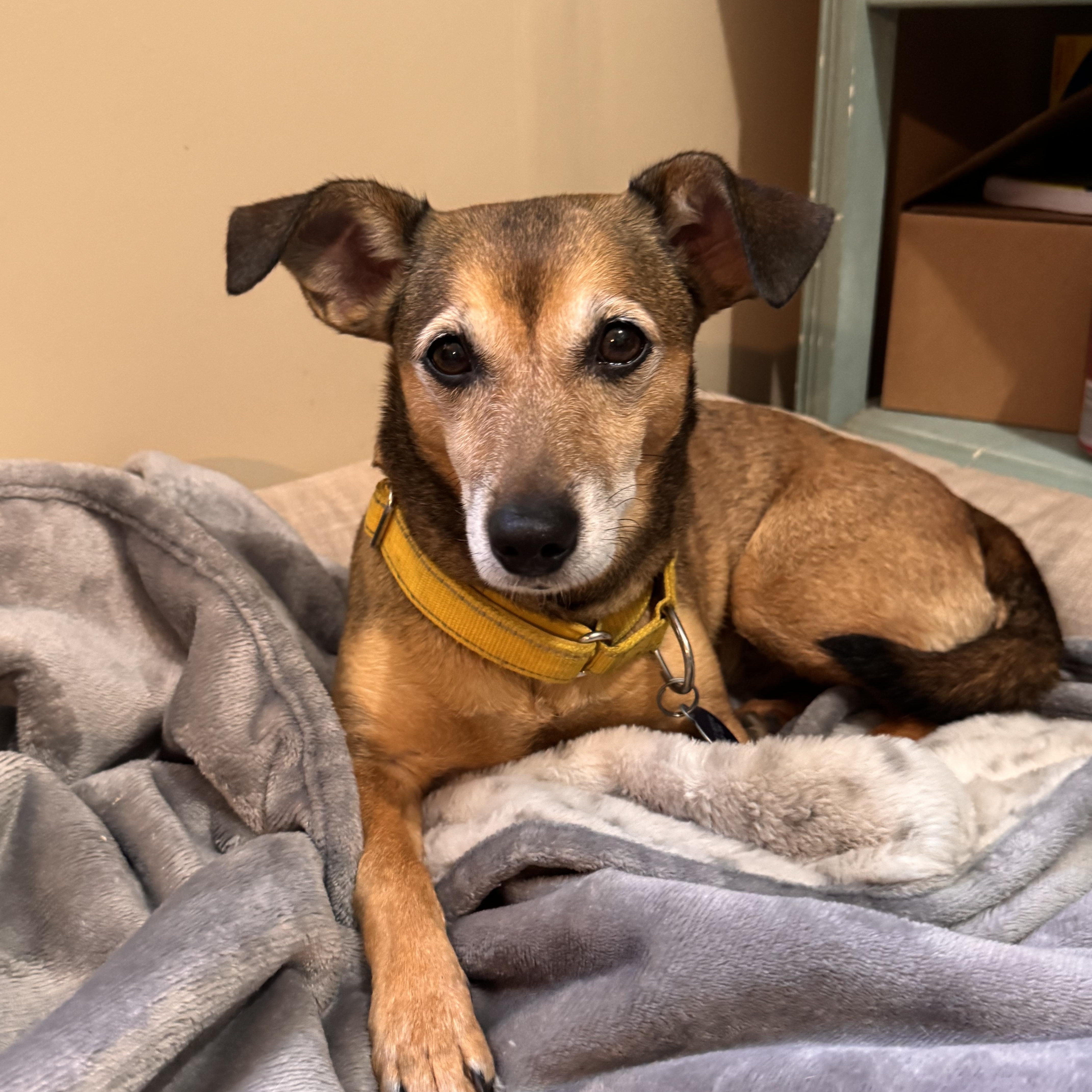 SOLIE, a ADOPTABLE mixed breed in Sequatchie, TN image 1/5