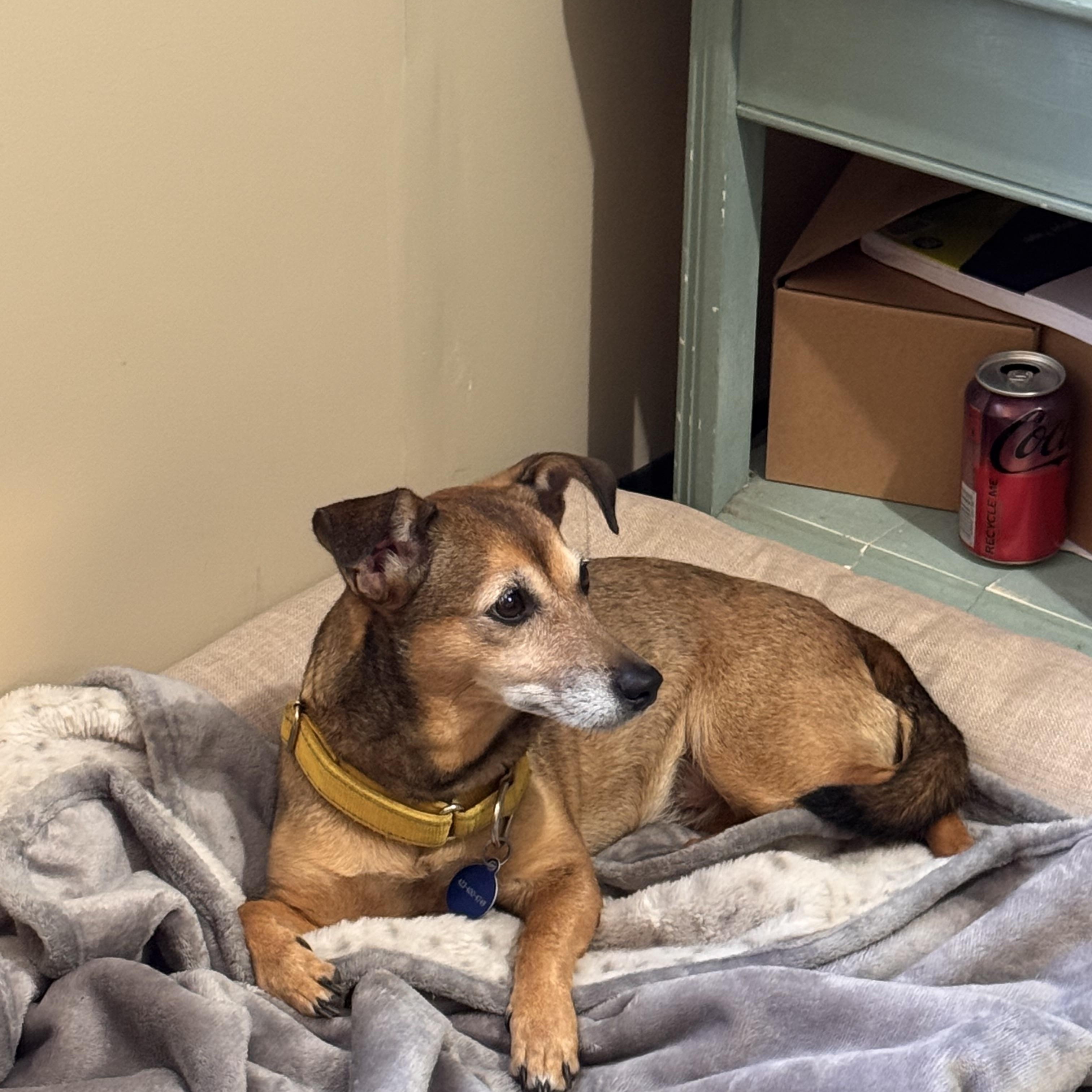 SOLIE, a ADOPTABLE mixed breed in Sequatchie, TN image 3/5