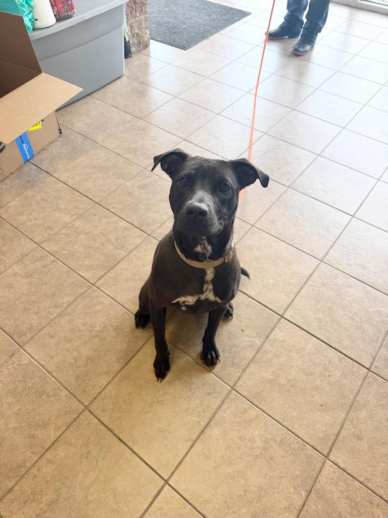 Dolly, Adoptable, Young Female Pit Bull Terrier.
