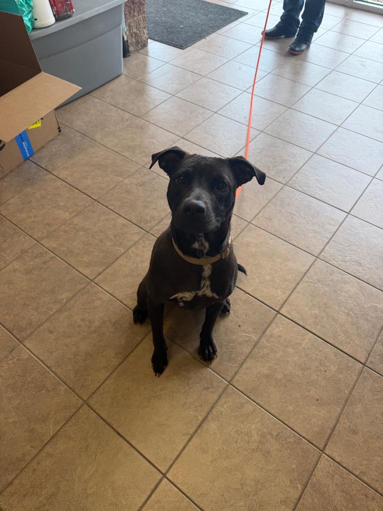 Dolly, a Adoptable Pit Bull Terrier in Marion, OH image 2/3
