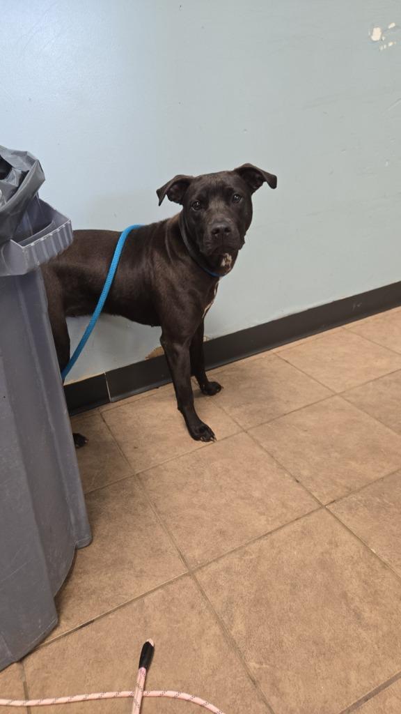 Dolly, a Adoptable Pit Bull Terrier in Marion, OH image 3/3
