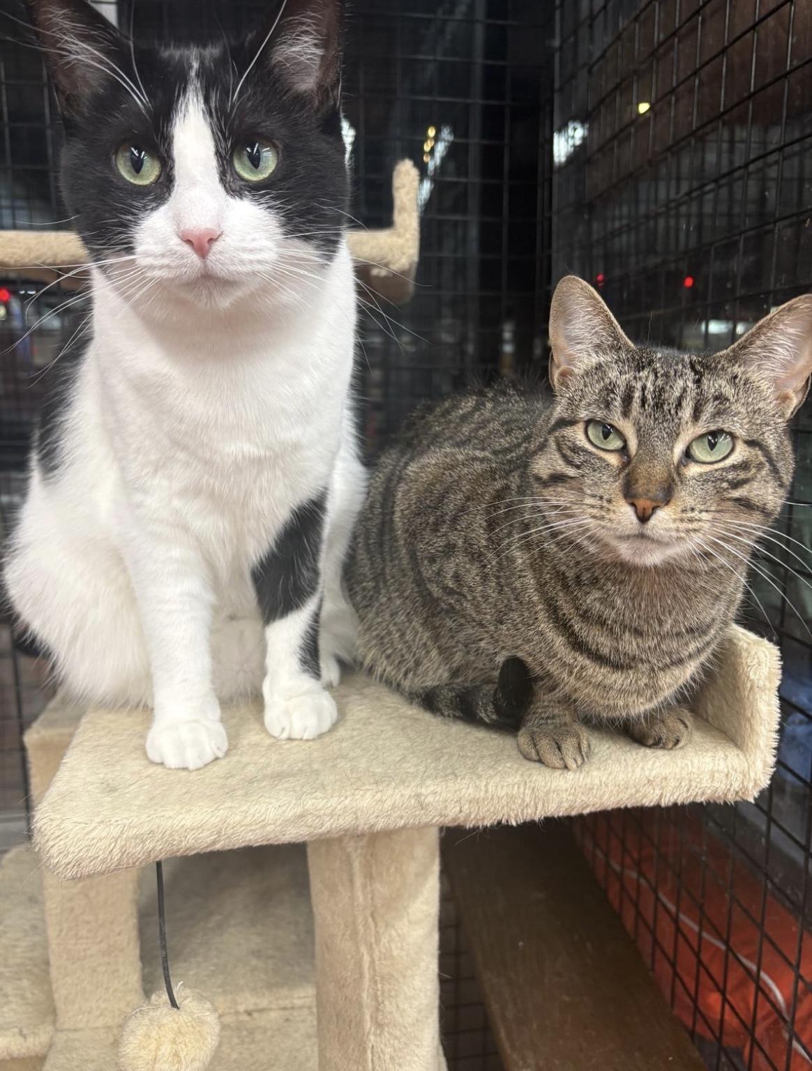 Jorden-Pet Valu Mavis, a ADOPTABLE Domestic Short Hair in Mississauga, ON image 2/6