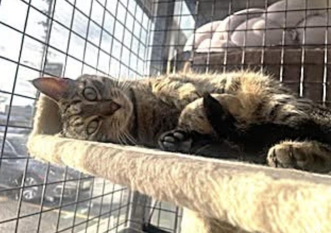 Jorden-Pet Valu Mavis, a ADOPTABLE Domestic Short Hair in Mississauga, ON image 6/6