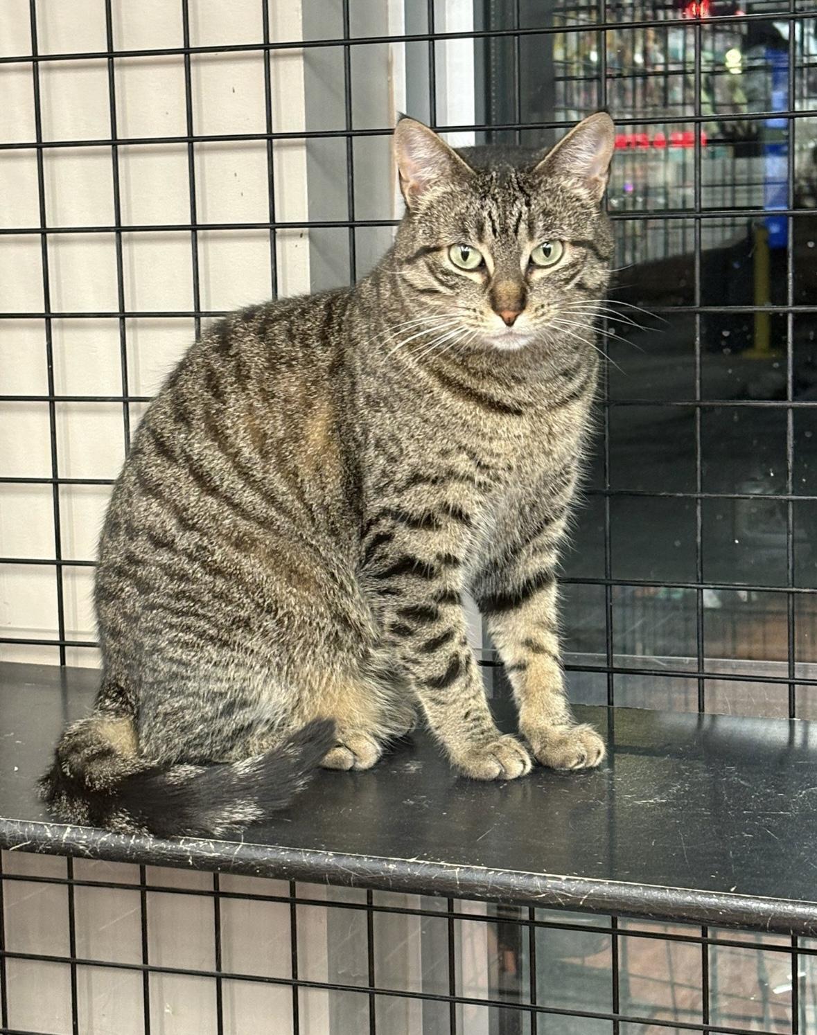 Jorden-Pet Valu Mavis, a ADOPTABLE Domestic Short Hair in Mississauga, ON image 1/6