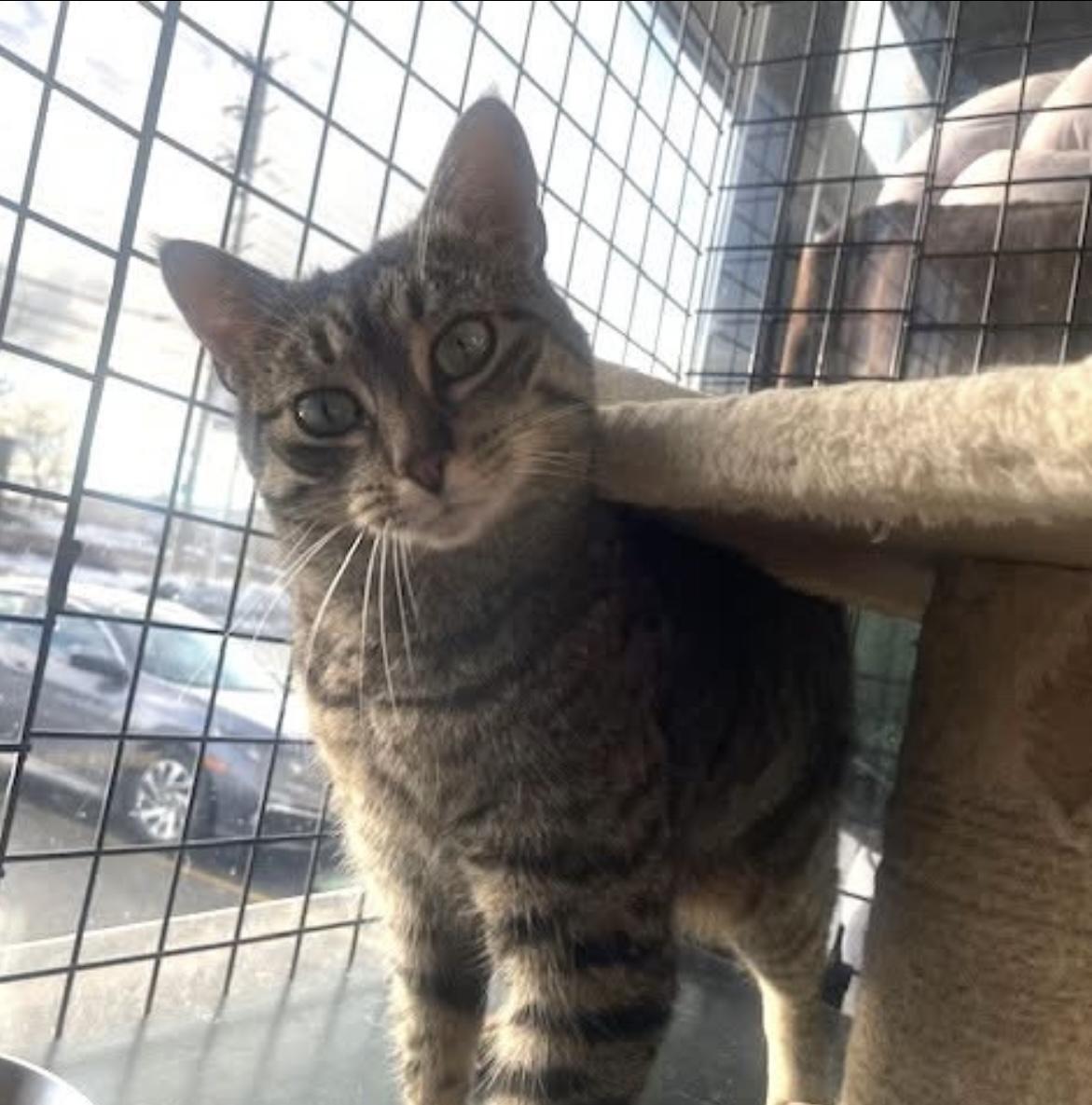 Jorden-Pet Valu Mavis, a ADOPTABLE Domestic Short Hair in Mississauga, ON image 3/6