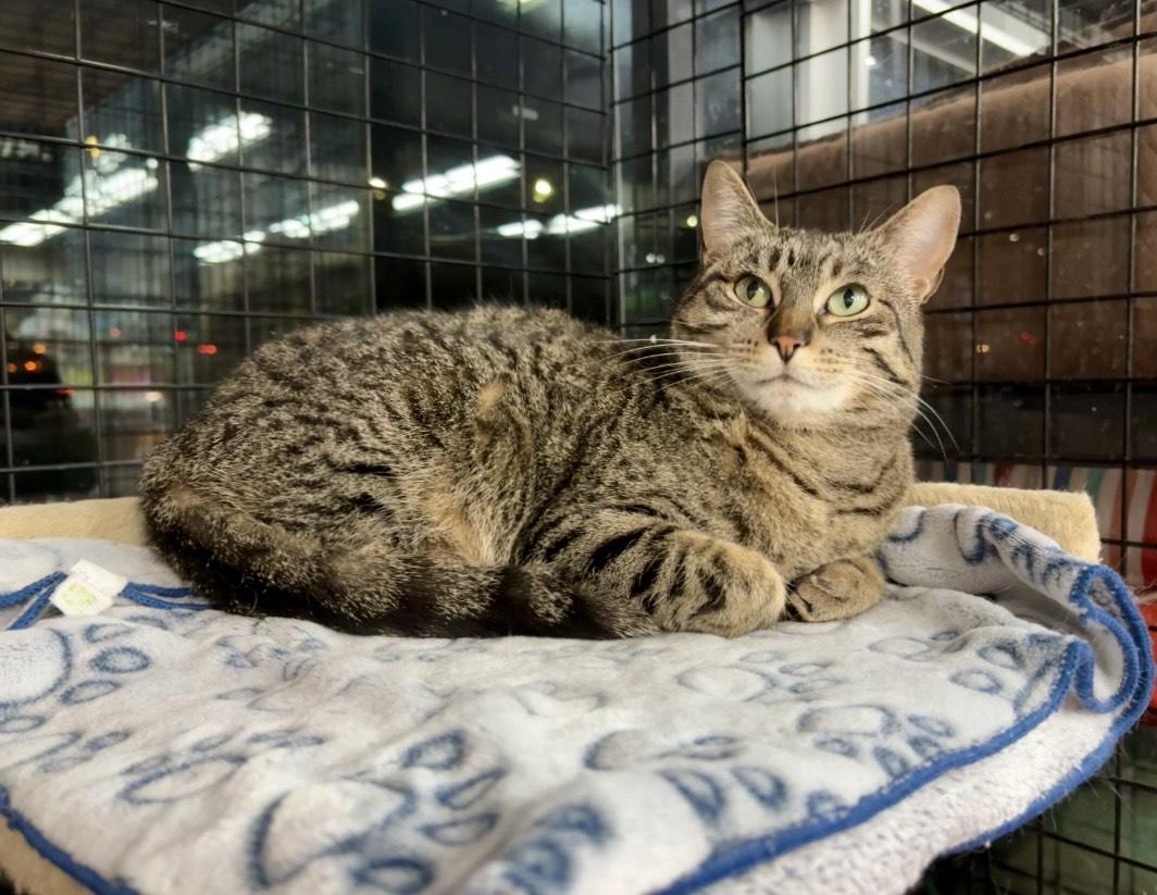 Jorden-Pet Valu Mavis, a ADOPTABLE Domestic Short Hair in Mississauga, ON image 5/6