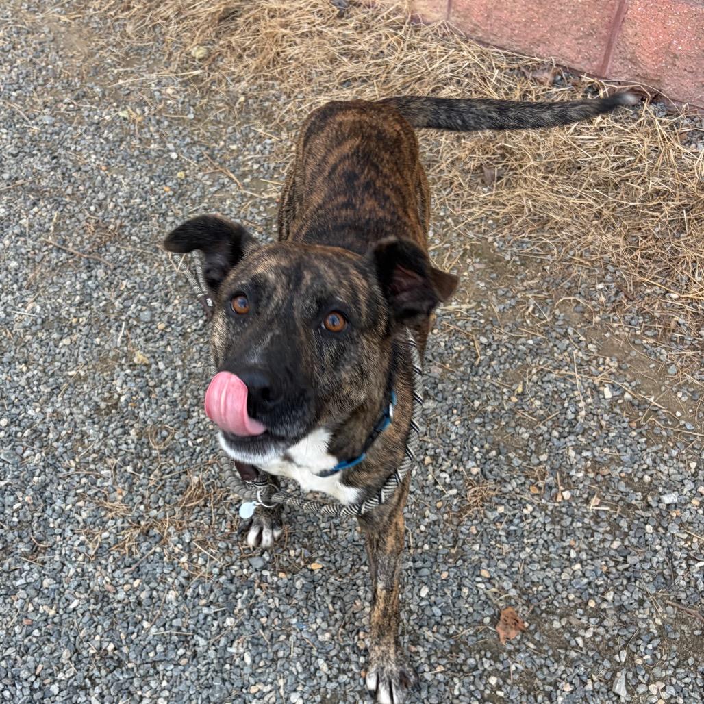 Enlarge Wiley, a Adoptable Mixed Breed in Fredericksburg, VA image 1/6