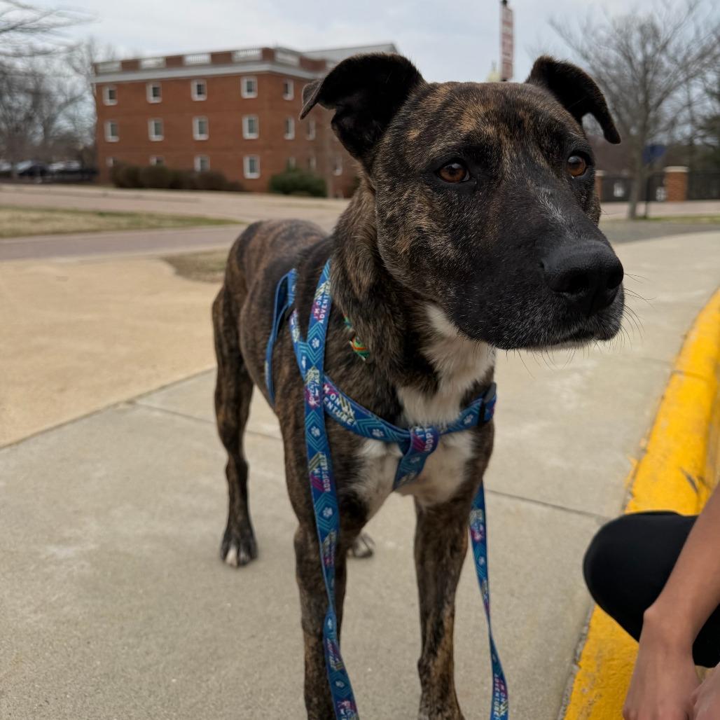 Enlarge Wiley, a Adoptable Mixed Breed in Fredericksburg, VA image 2/6