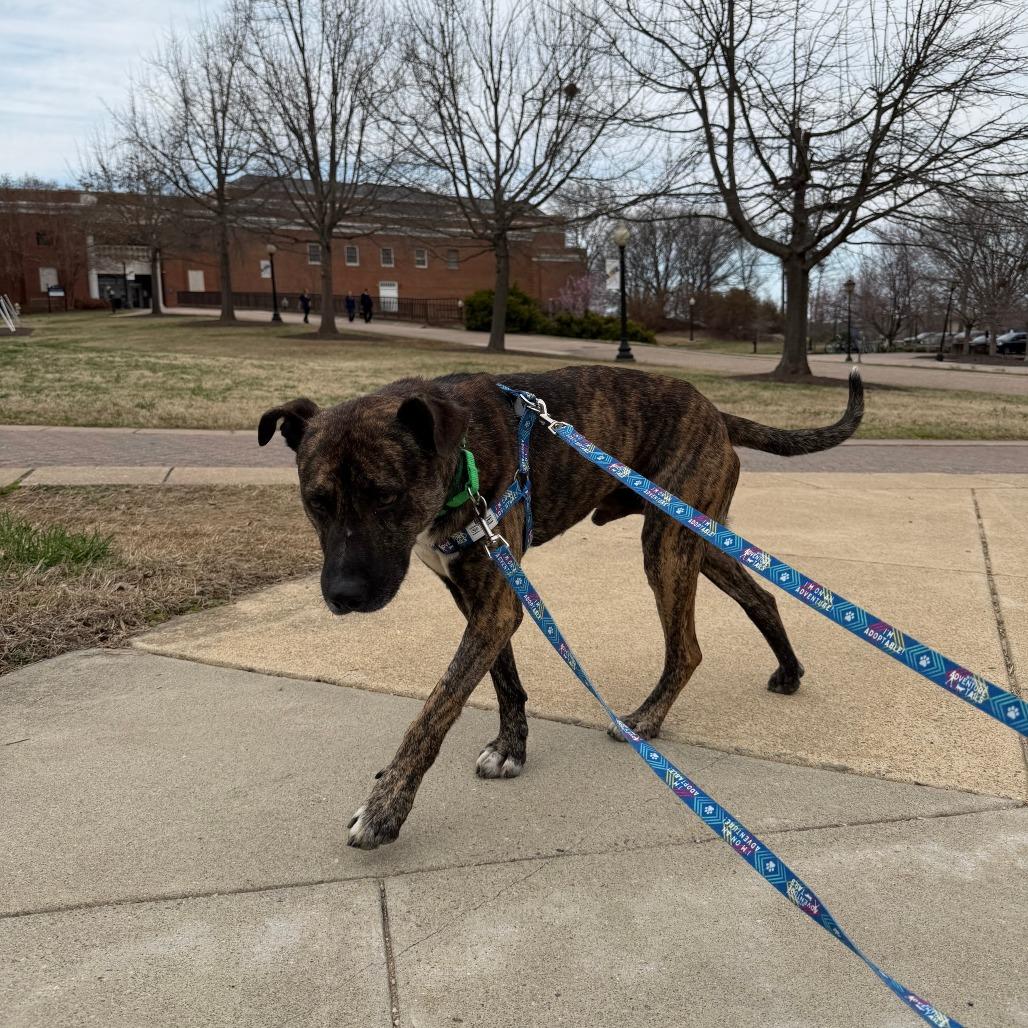 Enlarge Wiley, a Adoptable Mixed Breed in Fredericksburg, VA image 3/6