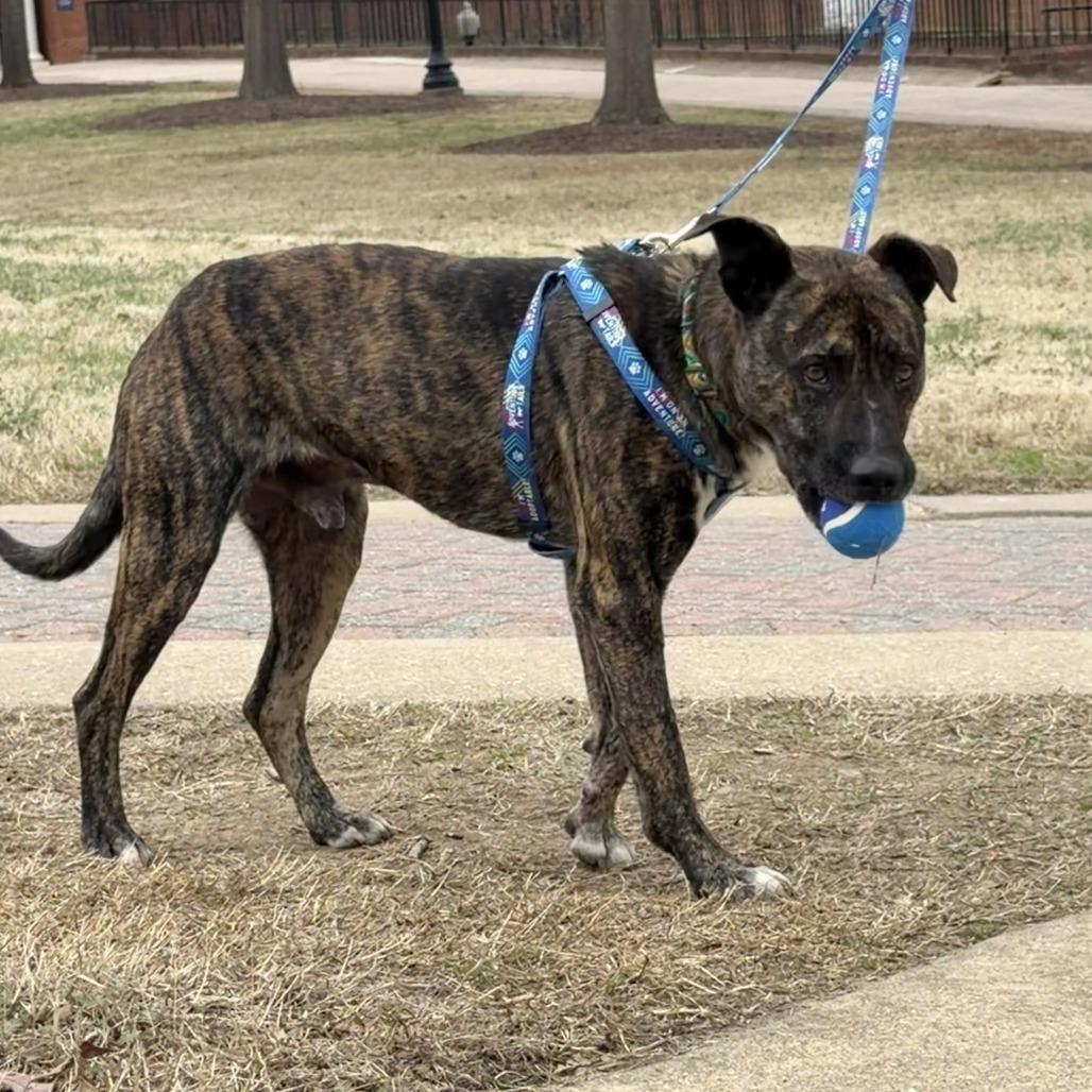 Enlarge Wiley, a Adoptable Mixed Breed in Fredericksburg, VA image 4/6