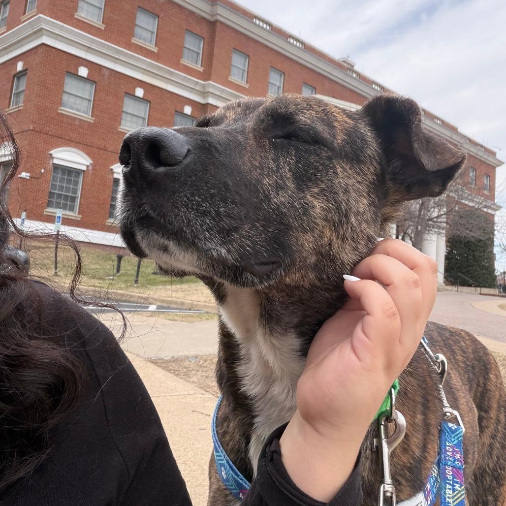 Enlarge Wiley, a Adoptable Mixed Breed in Fredericksburg, VA image 5/6