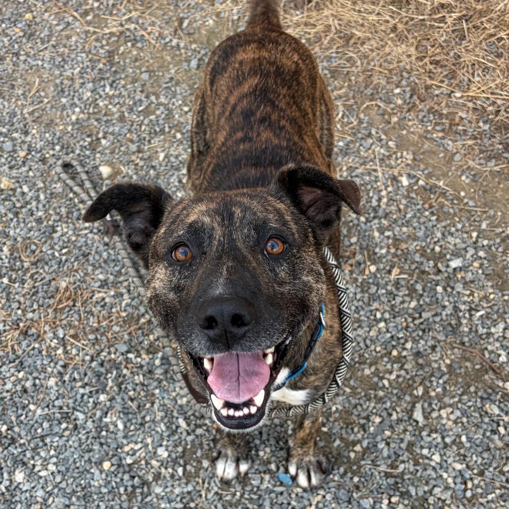 Enlarge Wiley, a Adoptable Mixed Breed in Fredericksburg, VA image 6/6