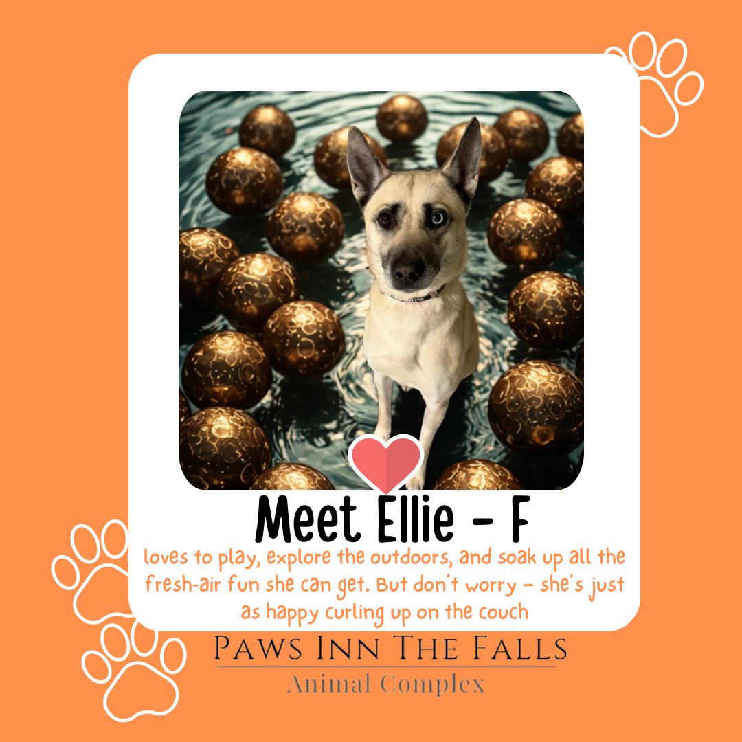 Enlarge Ellie, a ADOPTABLE mixed breed in Wheatfield, NY image 1/1
