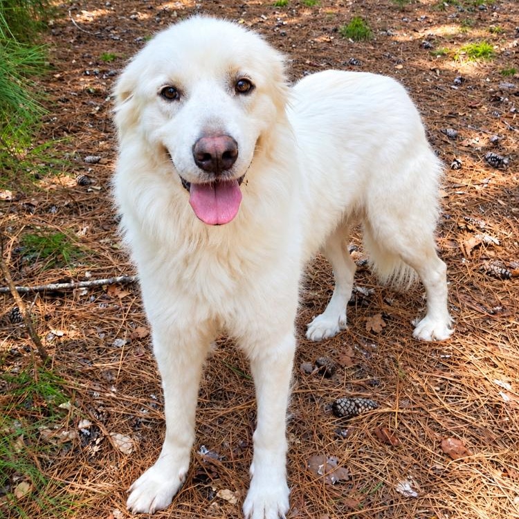 Lady Rocky, Adopted, Young Female Great Pyrenees.