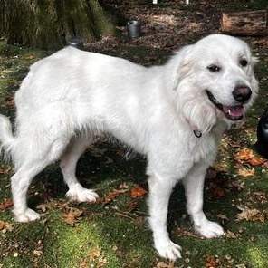 Enlarge Lady Rocky, a Adopted Great Pyrenees in Atlanta, GA image 2/3