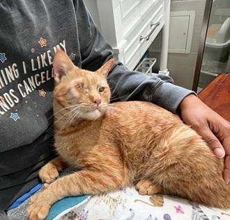 Aslan, Adoptable, Adult Male Domestic Short Hair & Tabby.