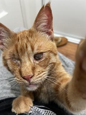 Enlarge Aslan, a Adoptable mixed breed in San Francisco, CA image 2/6