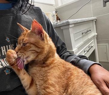 Enlarge Aslan, a Adoptable mixed breed in San Francisco, CA image 5/6