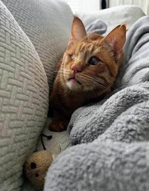 Enlarge Aslan, a Adoptable mixed breed in San Francisco, CA image 6/6