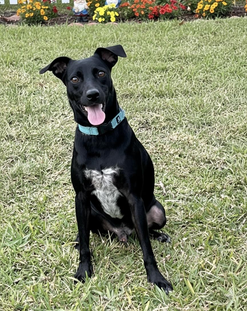 Marlin, ADOPTABLE, Young Male Whippet & Australian Cattle Dog / Blue Heeler.