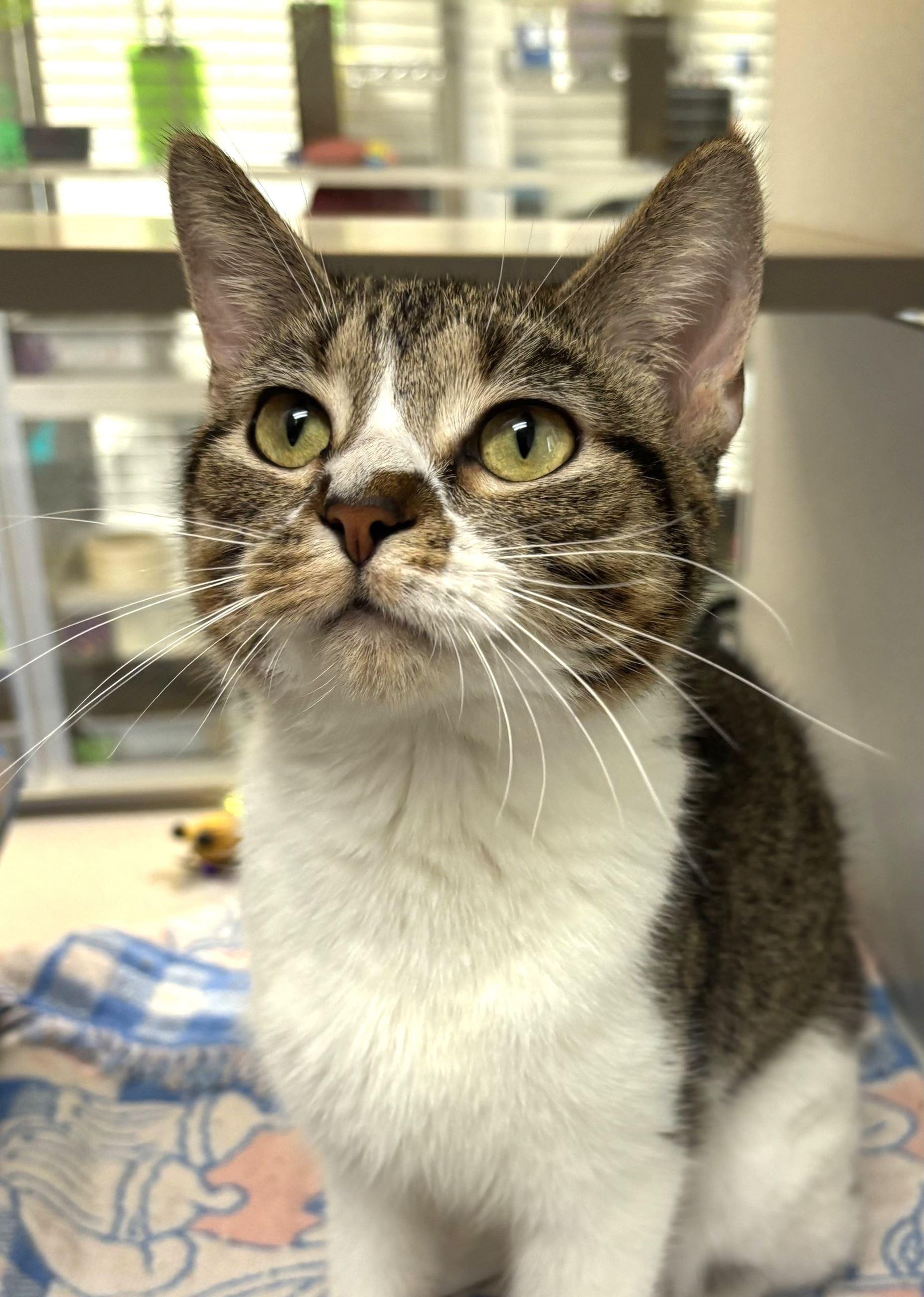 Enlarge Mug, a Adoptable Domestic Short Hair in Iowa City, IA image 1/2
