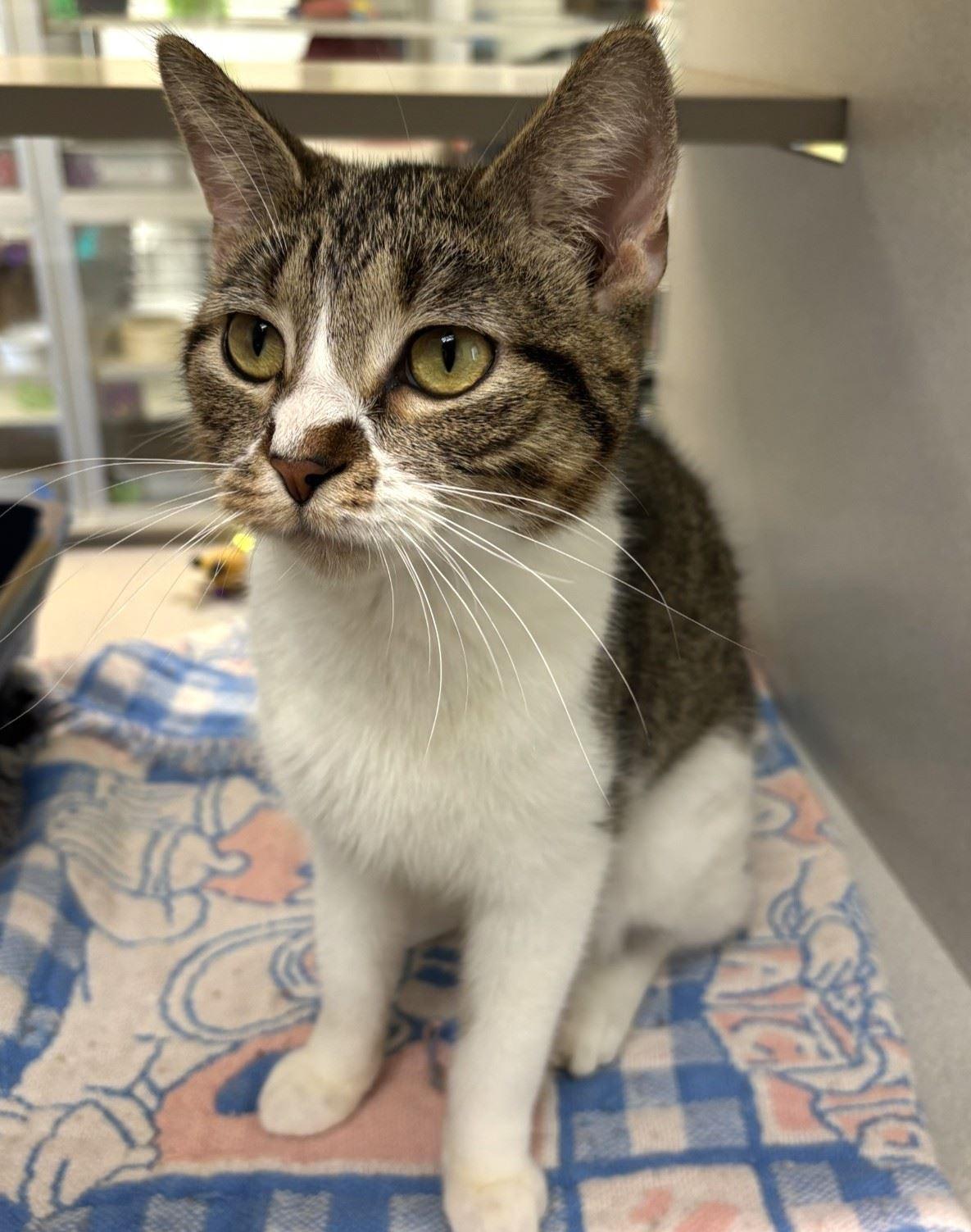 Enlarge Mug, a Adoptable Domestic Short Hair in Iowa City, IA image 2/2