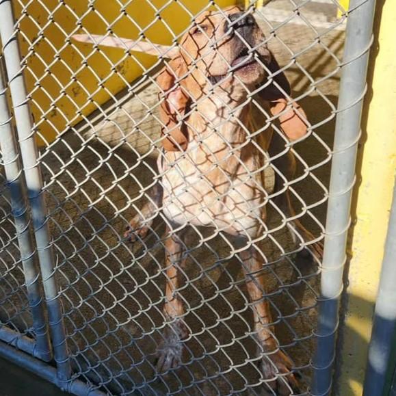 Faith, a Adoptable Hound in Redding, CA image 1/2