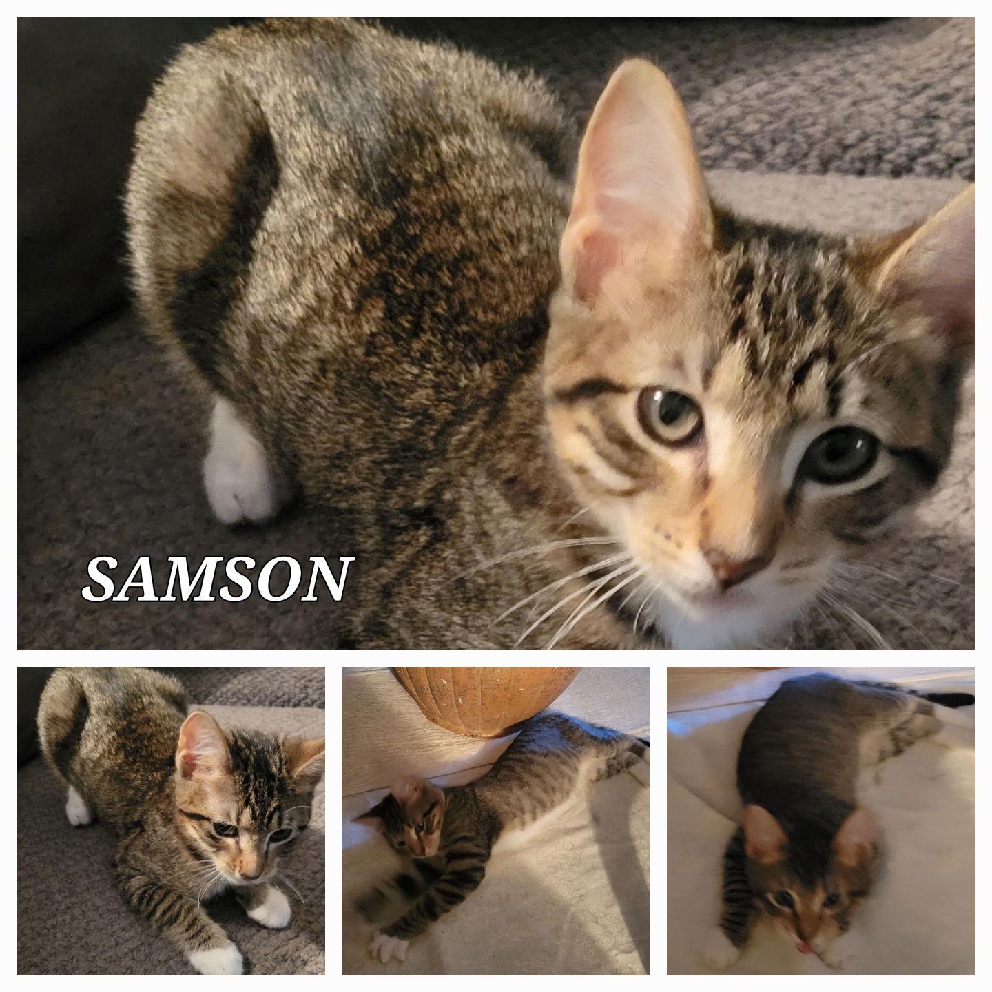 Sampson- CP, Adopted, Kitten Male Tabby.