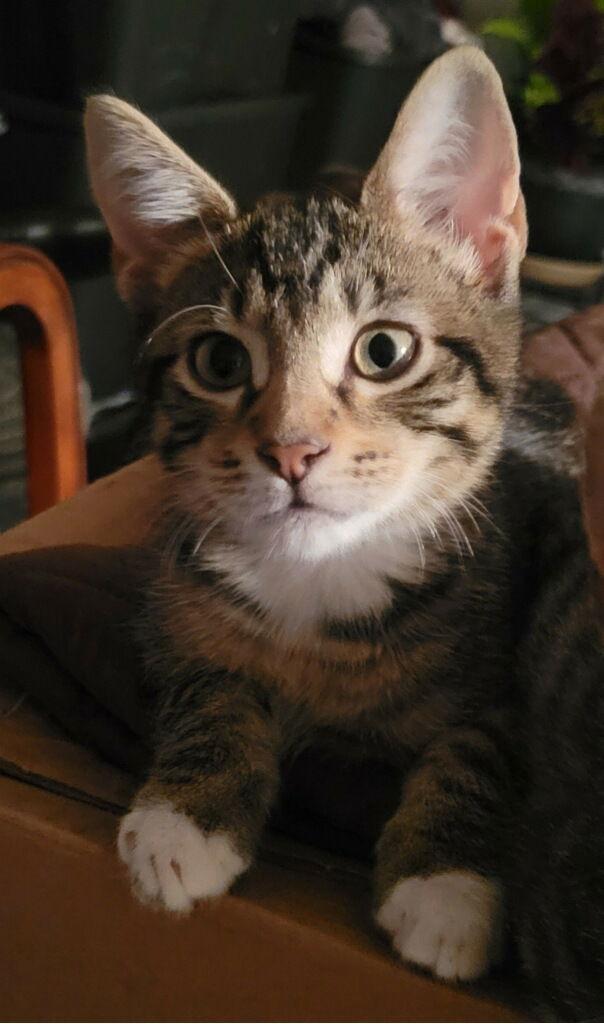 Enlarge Sampson- CP, a Adopted Tabby in Locust Grove, GA image 2/3