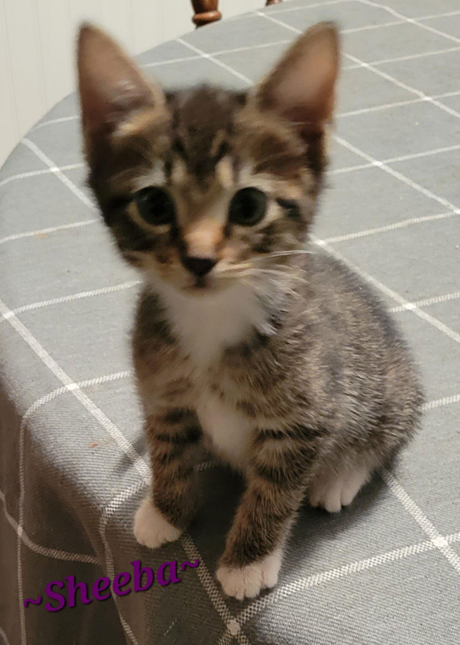 Enlarge Sampson- CP, a Adopted Tabby in Locust Grove, GA image 3/3