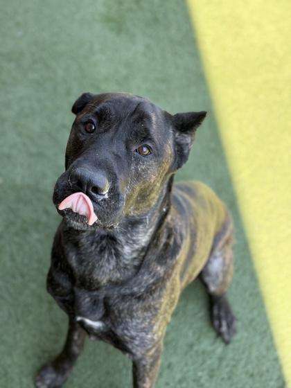 Vesper, a Adoptable mixed breed in Sacramento, CA image 2/3