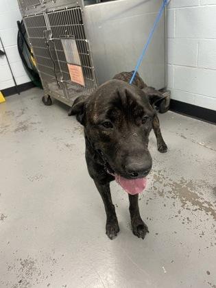 Vesper, a Adoptable mixed breed in Sacramento, CA image 3/3