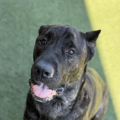 Vesper, a Adoptable mixed breed in Sacramento, CA image 1/3