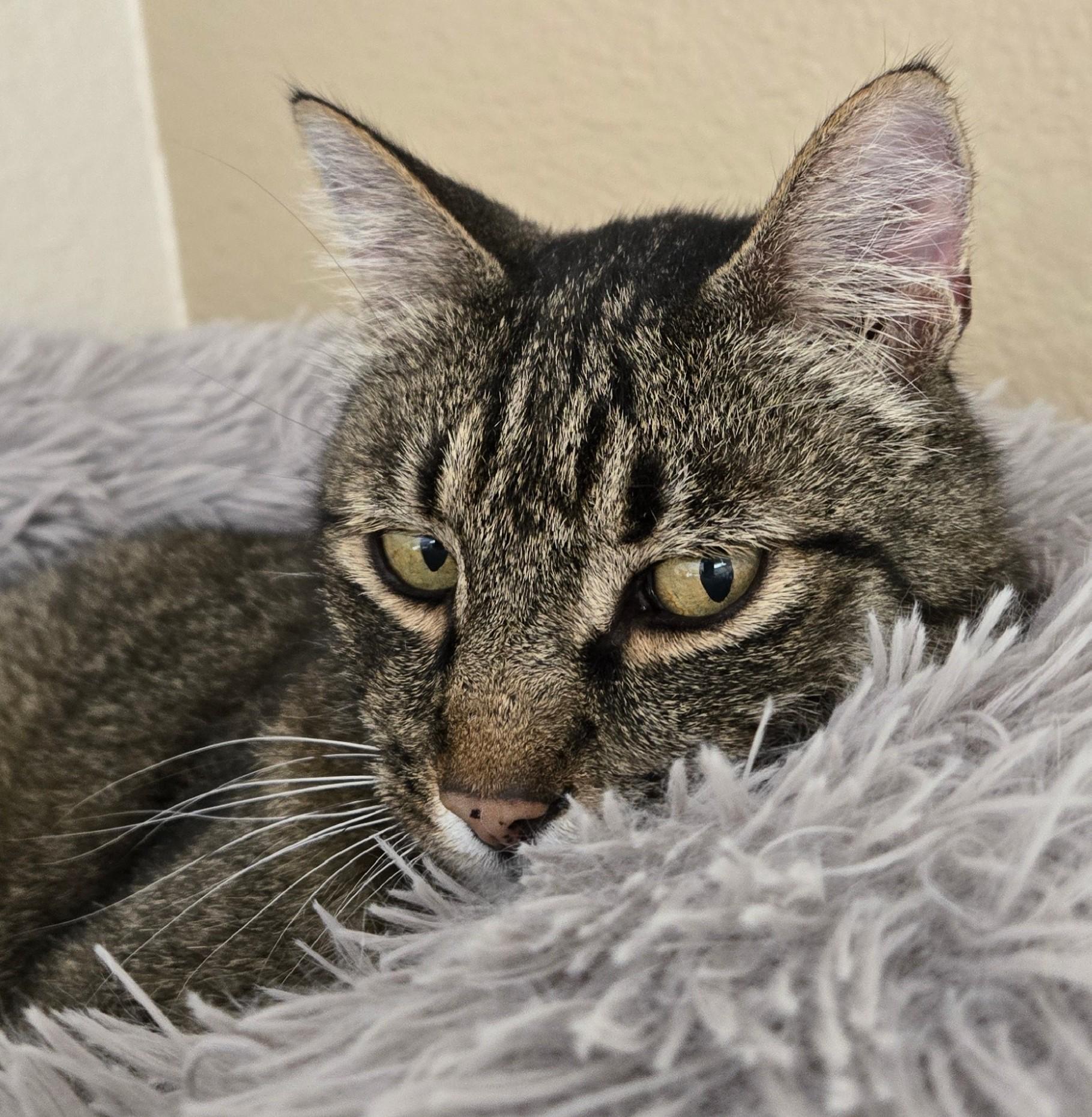 Oakley, a ADOPTABLE Domestic Short Hair in Long Beach, WA image 3/3