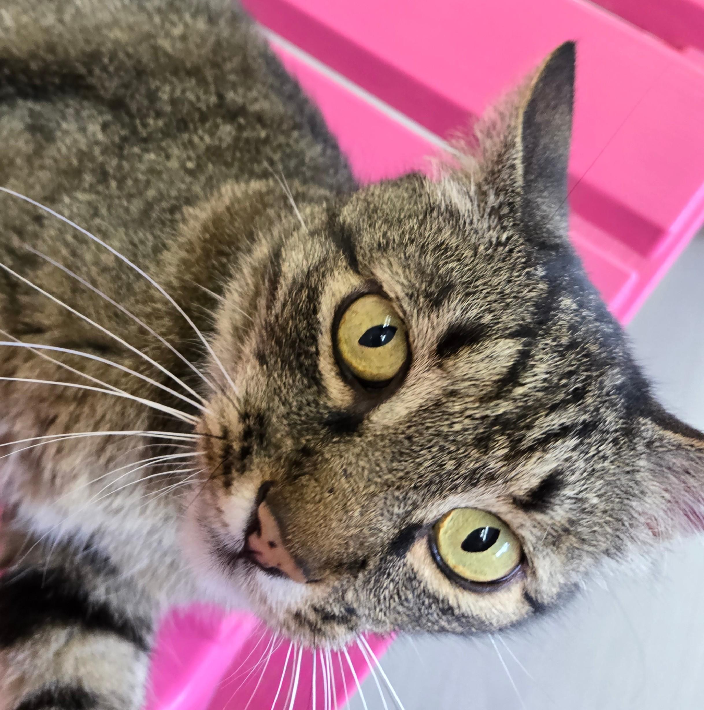 Oakley, ADOPTABLE, Adult Male Domestic Short Hair.