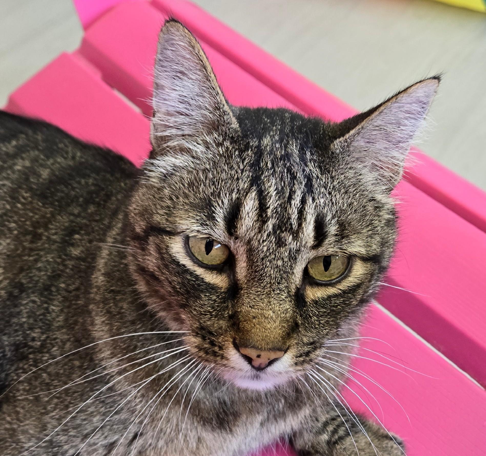 Oakley, a ADOPTABLE Domestic Short Hair in Long Beach, WA image 2/3