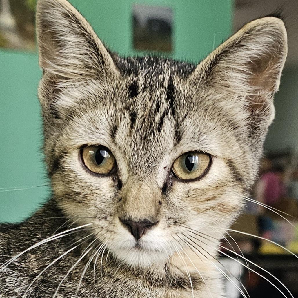 Enlarge Lucille, a Adoptable Domestic Short Hair image 1/1