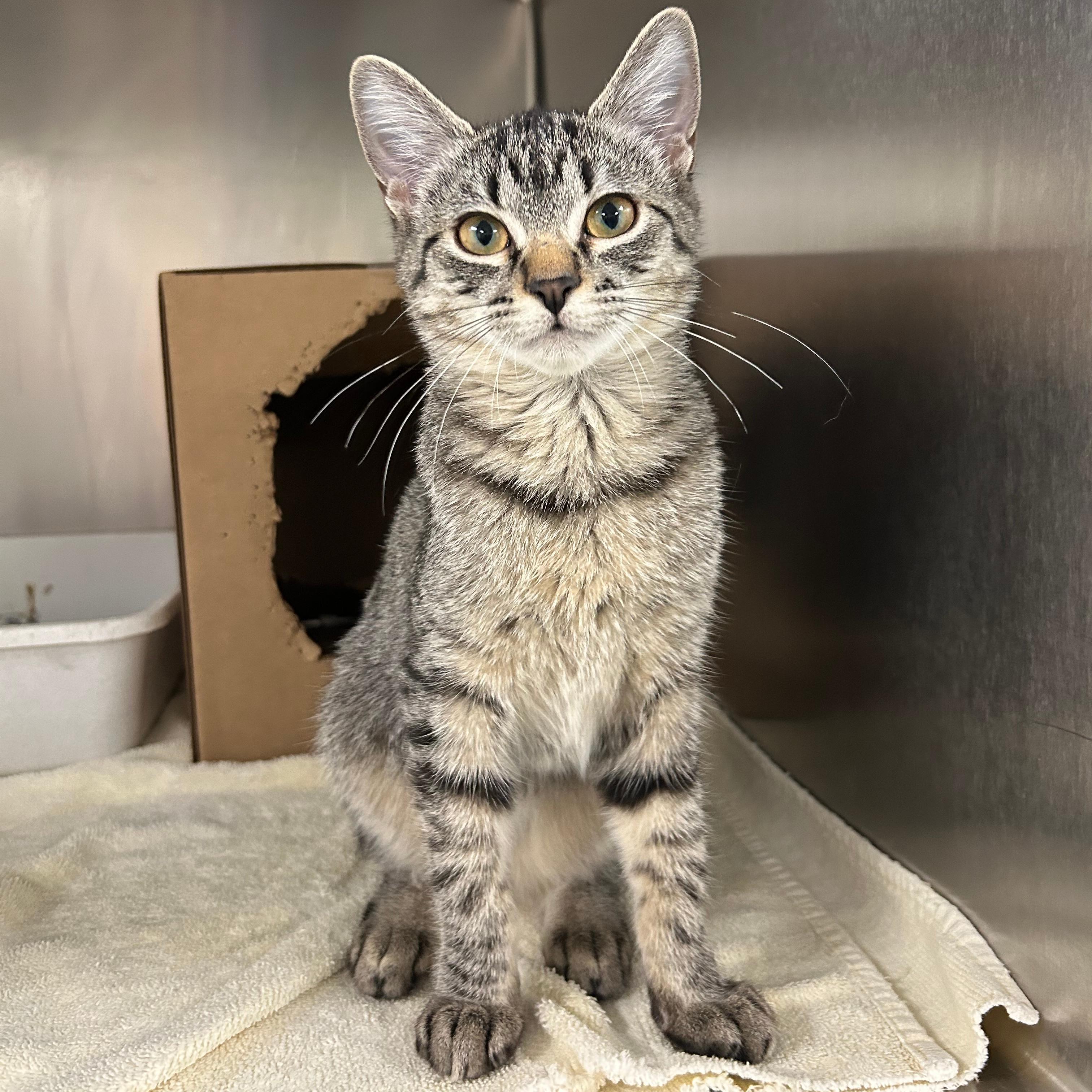 Enlarge Leia, a Adopted mixed breed in Lindon, UT image 1/1