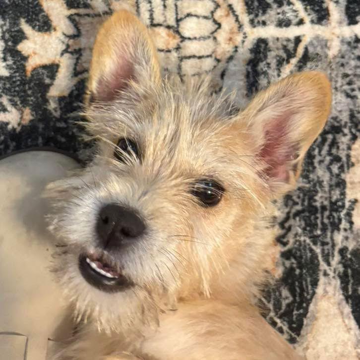 Lulu, Adopted, Young Female Wire Fox Terrier.