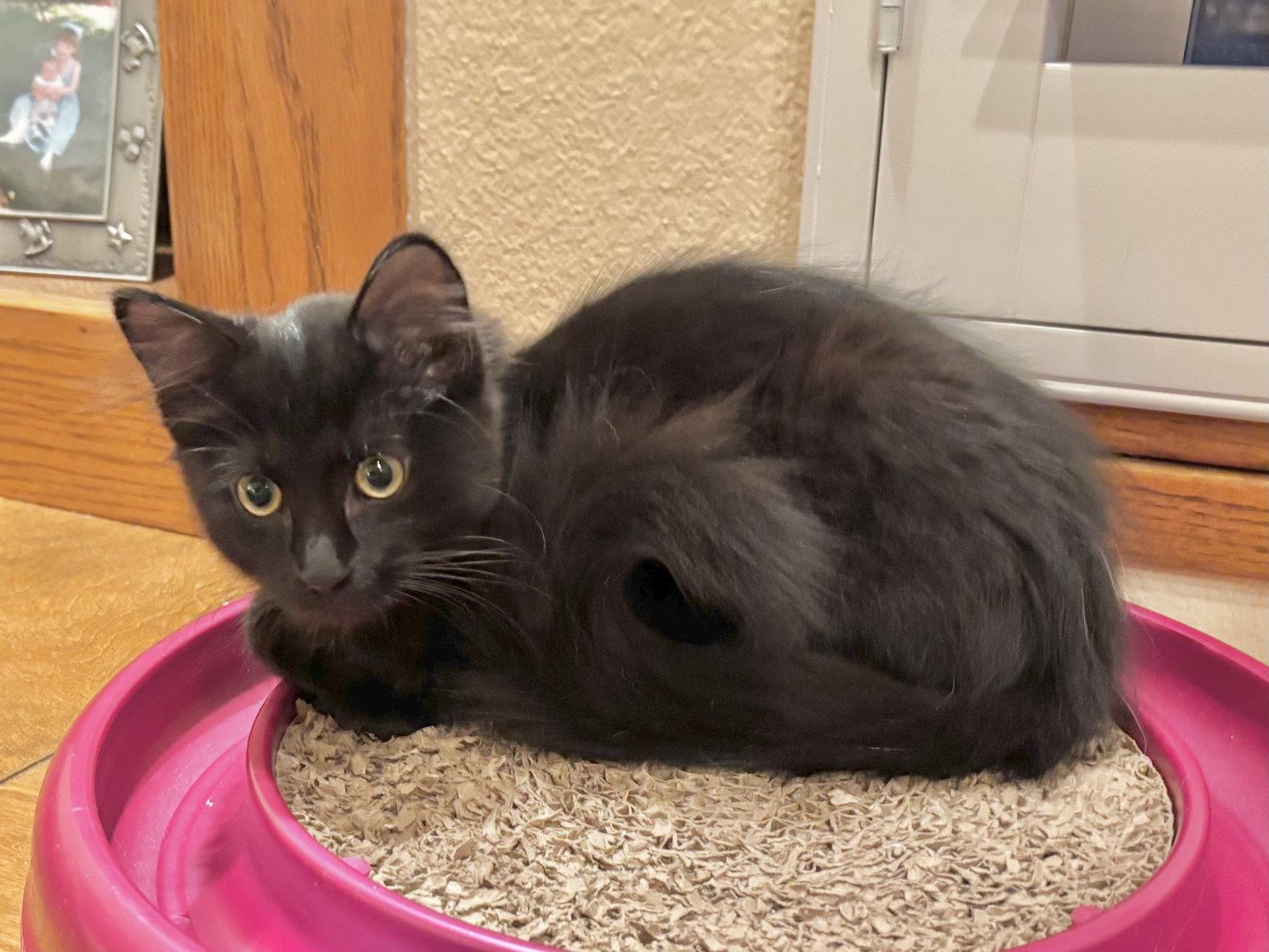 Enlarge Gin Rummy, a Adoptable mixed breed in Laguna Niguel, CA image 1/2