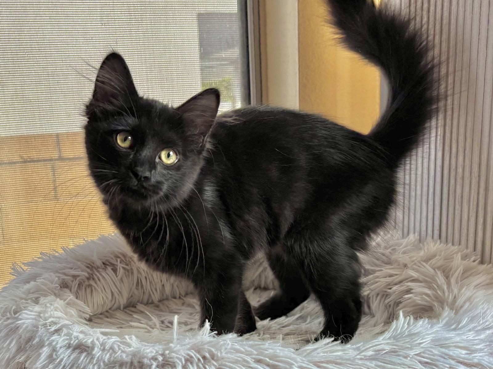 Gin Rummy, Adoptable, Kitten Female Bombay & Domestic Medium Hair.