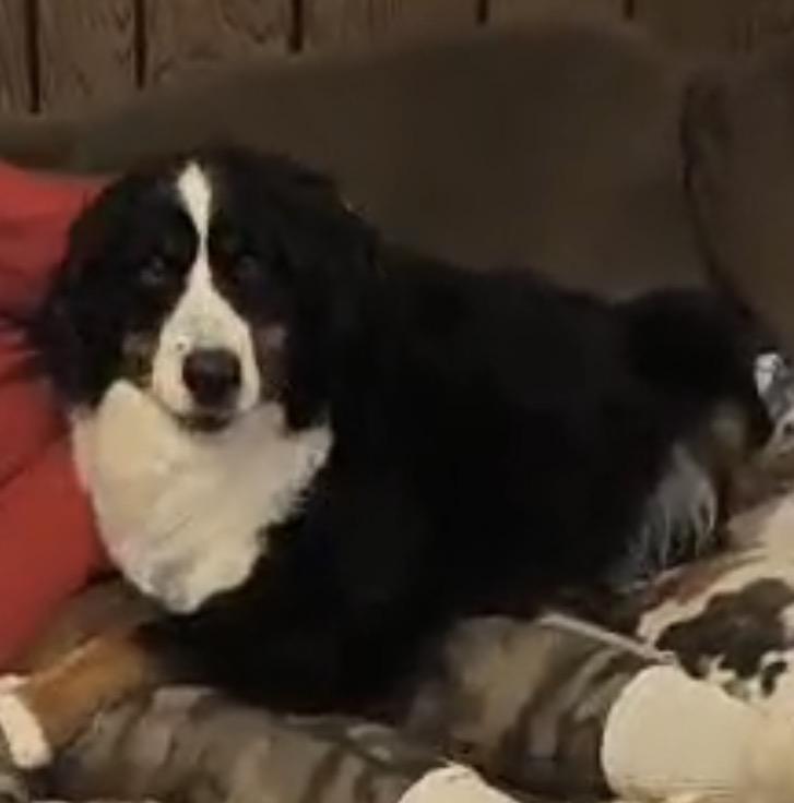 Palmer (I am a Girl!), an adoptable Bernese Mountain Dog in South Saint Paul, MN image 5/6