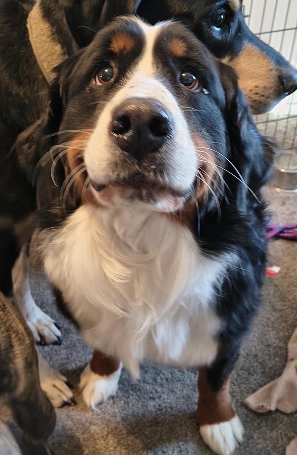Palmer (I am a Girl!), an adoptable Bernese Mountain Dog in South Saint Paul, MN image 6/6