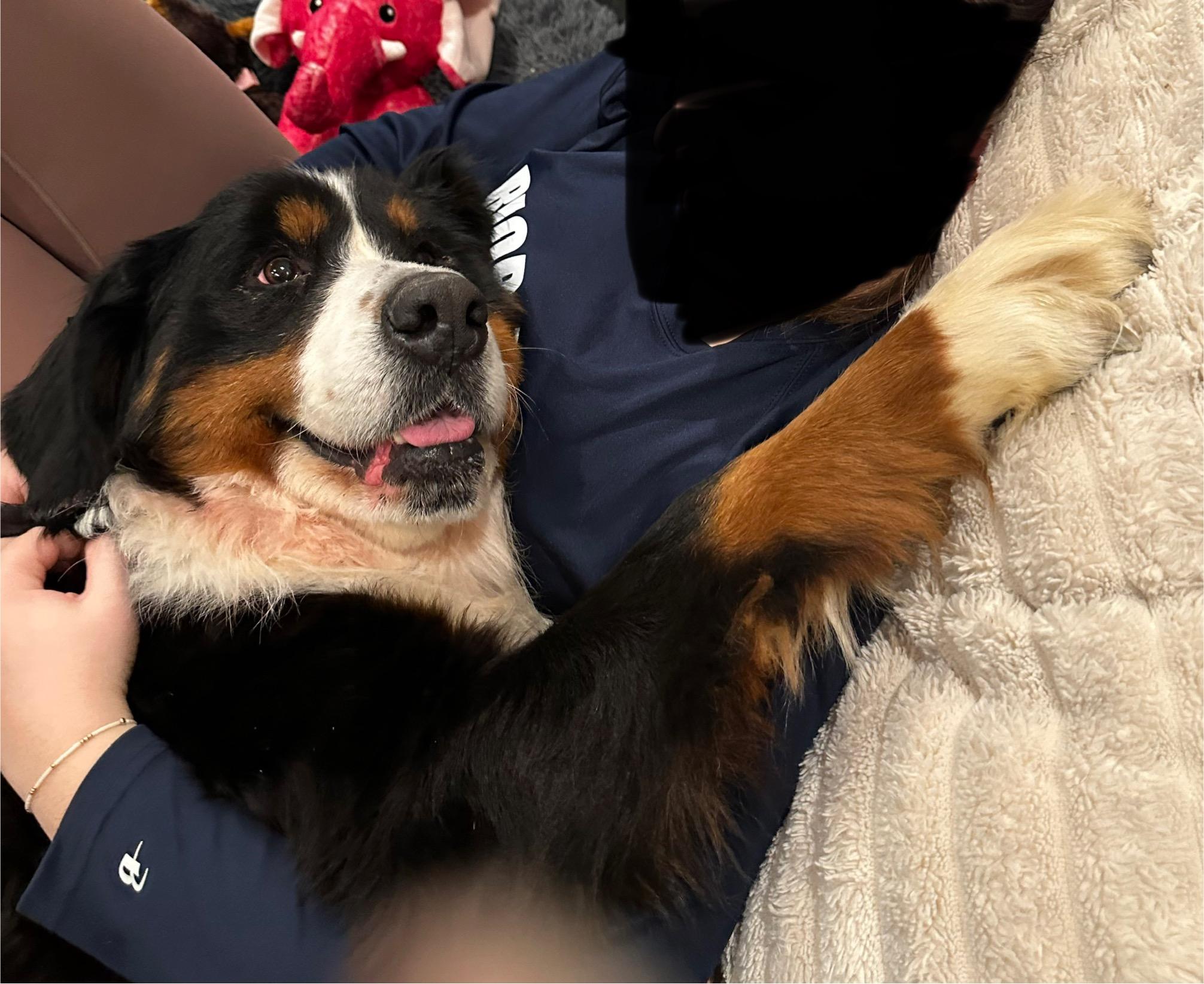 Palmer (I am a Girl!), an adoptable Bernese Mountain Dog in South Saint Paul, MN image 2/6