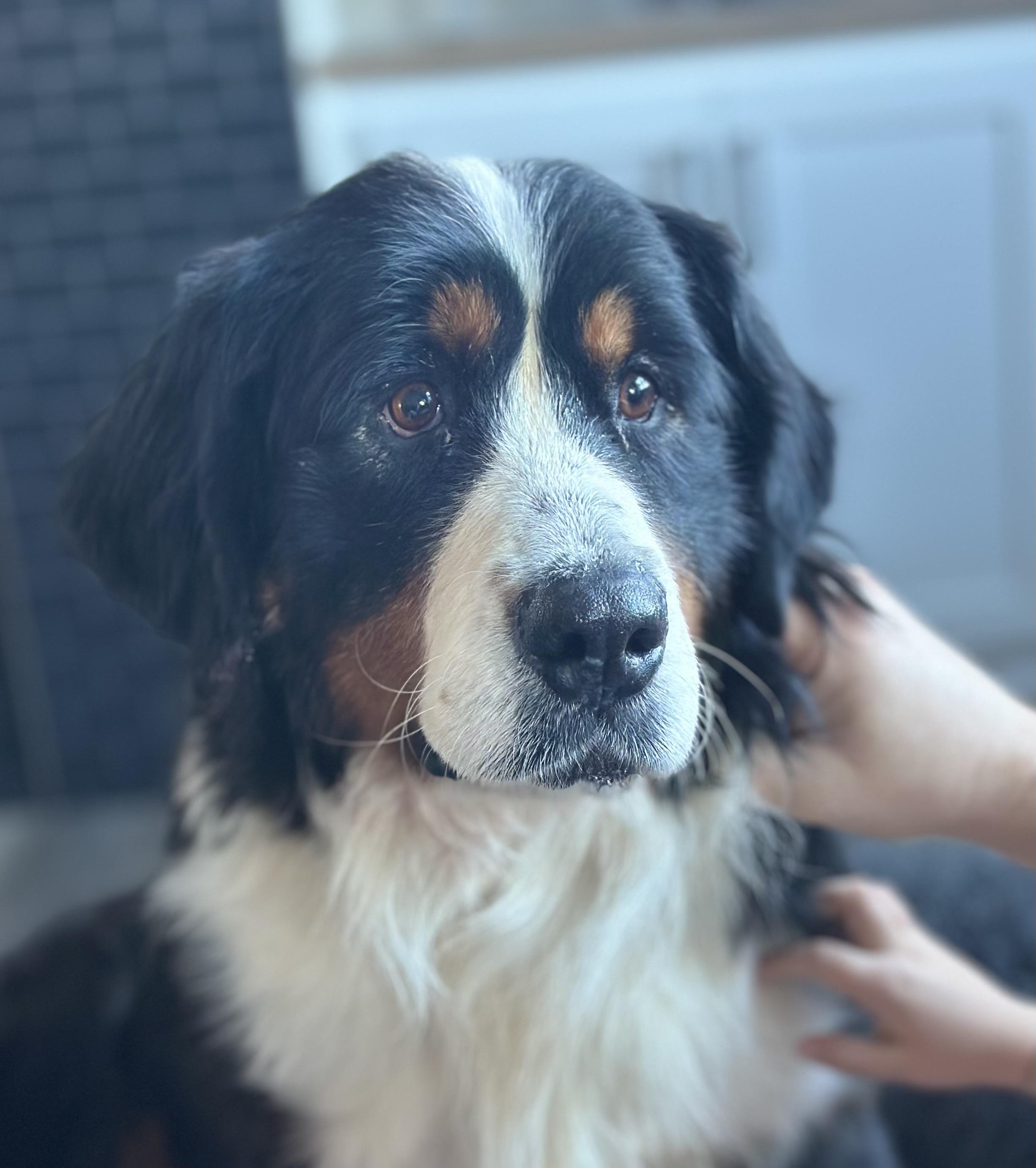 Palmer (I am a Girl!), an adoptable Bernese Mountain Dog in South Saint Paul, MN image 4/6