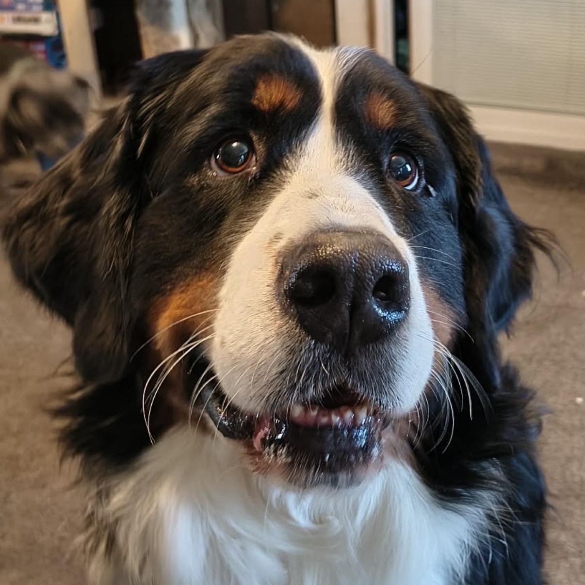 Palmer (I am a Girl!), adoptable, Adult Female Bernese Mountain Dog.