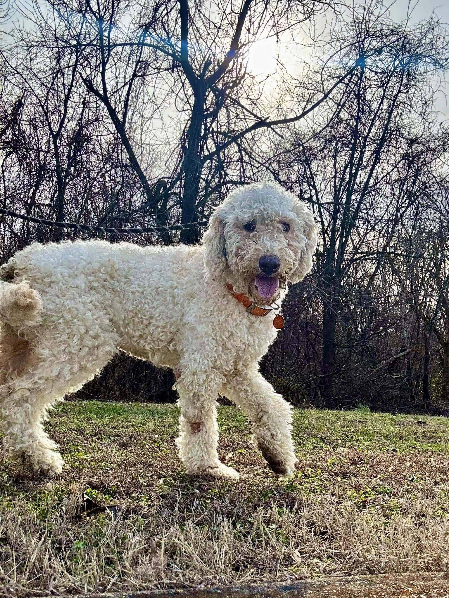 Enlarge CHARLIE, a ADOPTABLE Poodle in Waverly, TN image 3/3