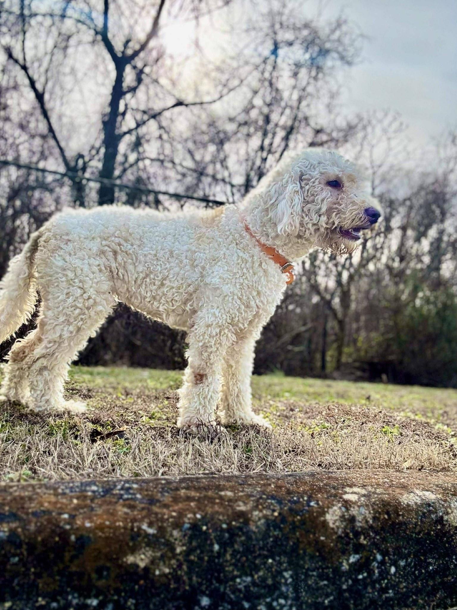 Enlarge CHARLIE, a ADOPTABLE Poodle in Waverly, TN image 1/3