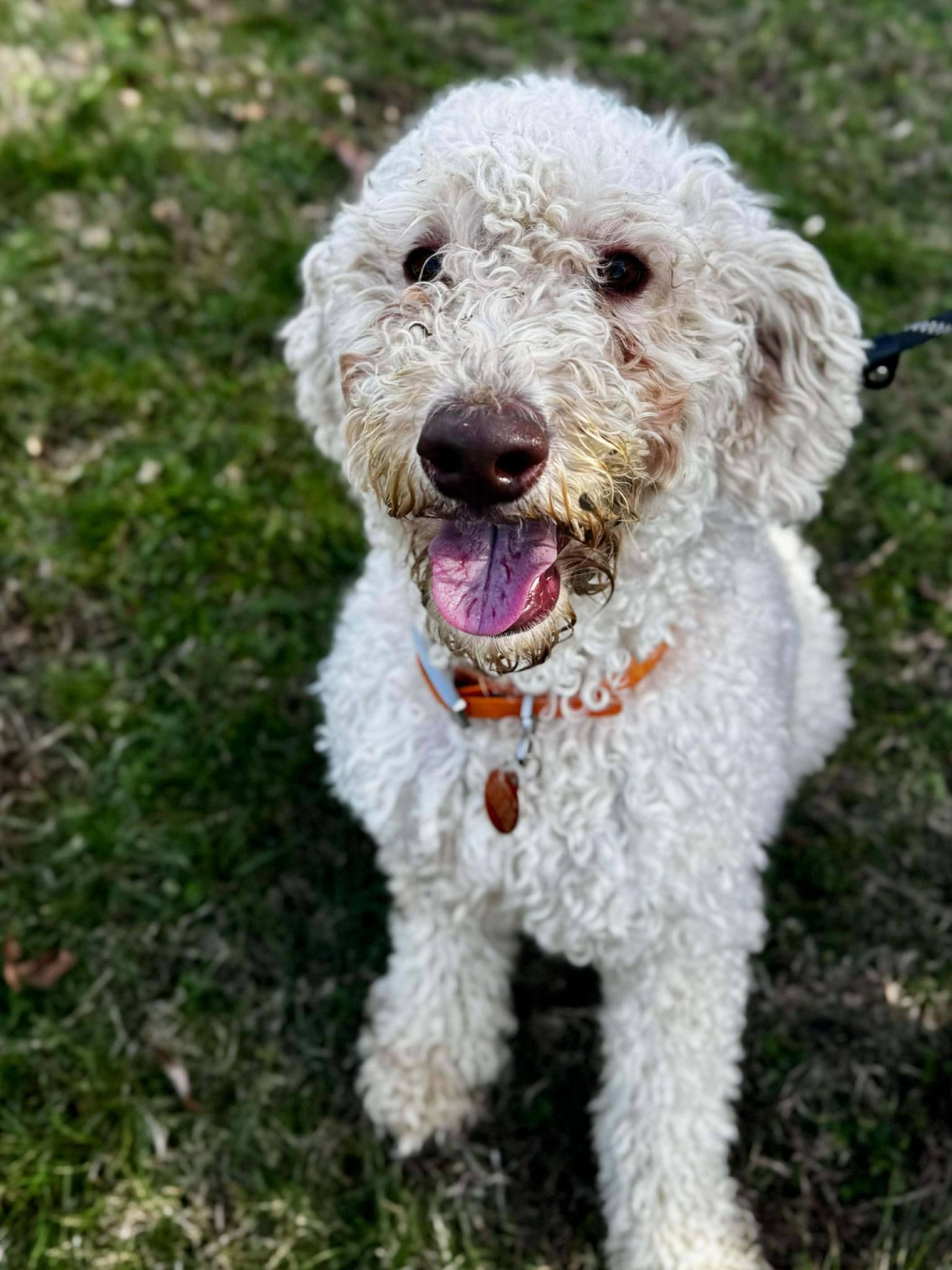 Enlarge CHARLIE, a ADOPTABLE Poodle in Waverly, TN image 2/3
