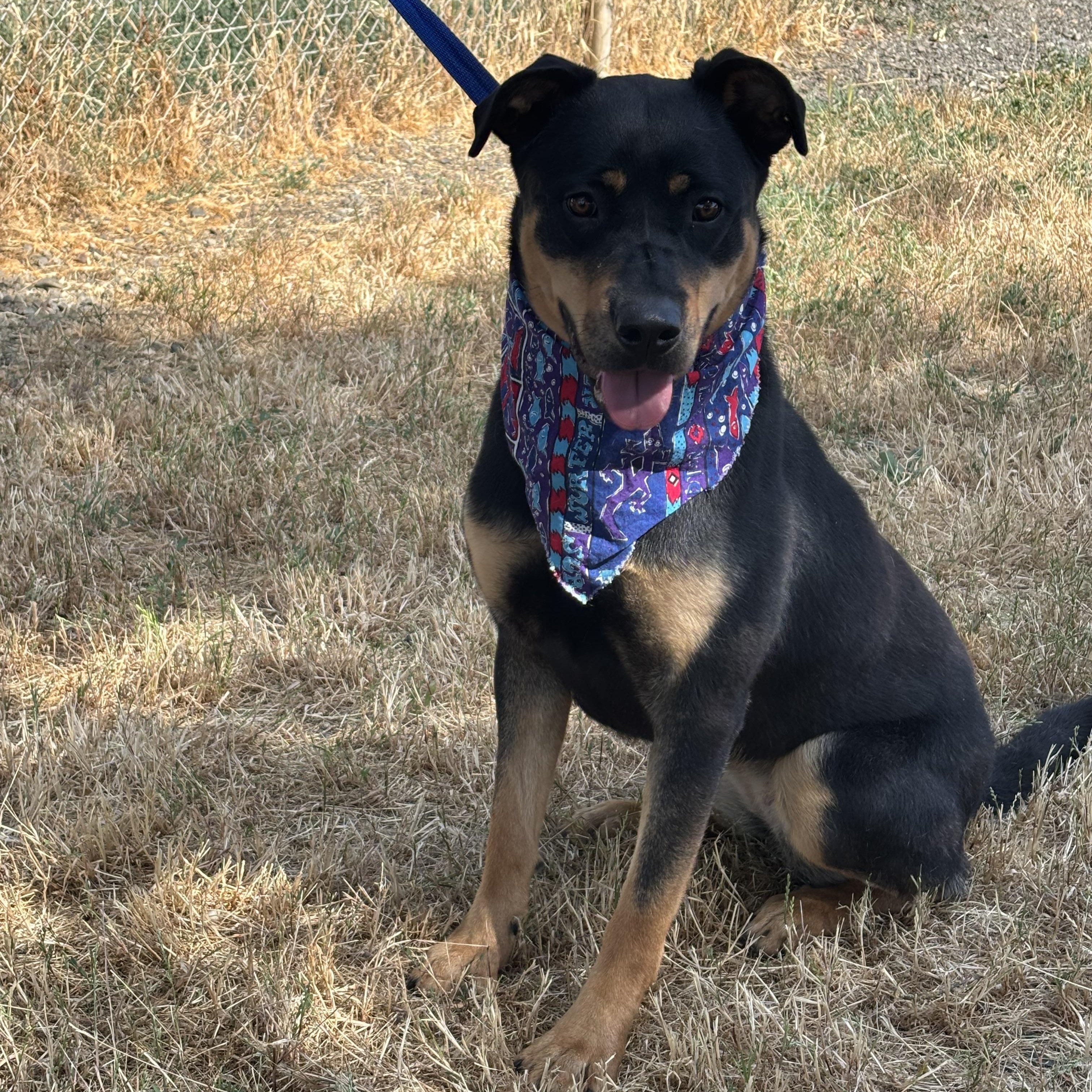 Happy, Adoptable, Young Female Rottweiler & Labrador Retriever.